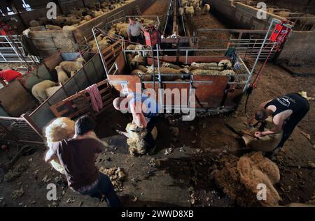 19/06/2012 ..L/R: John Rushton, 48, und James Deavill, 22, Scherschaf...britische Bauern verdienen Geld mit Wool - zum ersten Mal seit dreißig Jahren...F Stockfoto