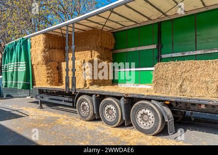 Große Strohballen und Heu beladen auf Lkw-Anhänger Stockfoto