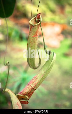 Long Nepenthes Burkei Carnivorous Pitcher Plant. Nektar produzierende Krüge an dieser seltenen fleischfressenden Rebe für Fallen- und Verdauungsinsekten. Stockfoto