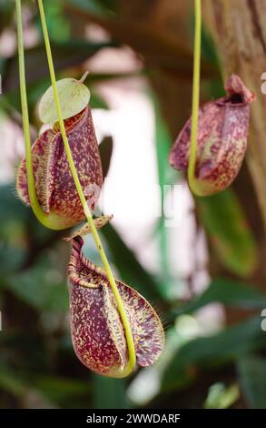 Nepenthes Burkei Carnivorous Pitcher Plant. Nektar produzierende Krüge an dieser seltenen fleischfressenden Rebe für Fallen- und Verdauungsinsekten. Stockfoto