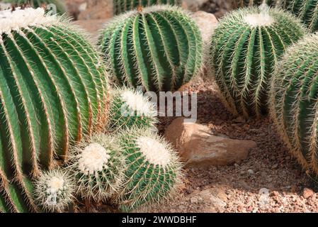 Goldene Fasskakteen, auch bekannt als goldener Ball oder Schwiegermutter Kissen, wächst Echinocactus grusonii anagoria im botanischen Garten Stockfoto