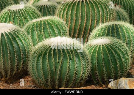 Viele goldene Fasskakteen, auch bekannt als goldener Ball oder Schwiegermutter Kissen, wächst Echinocactus grusonii anagoria im botanischen Garten Stockfoto