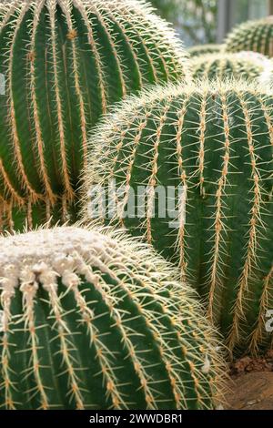 Mehrere goldene Fasskakteen, auch bekannt als goldene Kugel oder Schwiegermutter Kissen, wächst Echinocactus grusonii anagoria im botanischen Garten Stockfoto