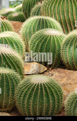 Viele goldene Fasskakteen, auch bekannt als goldener Ball oder Schwiegermutter Kissen, wächst Echinocactus grusonii anagoria im botanischen Garten Stockfoto