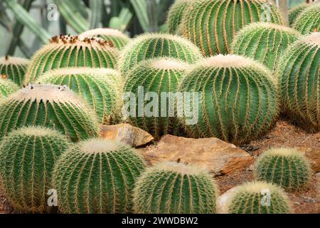 Viele goldene Fasskakteen, auch bekannt als goldener Ball oder Schwiegermutter Kissen, wächst Echinocactus grusonii anagoria im botanischen Garten Stockfoto