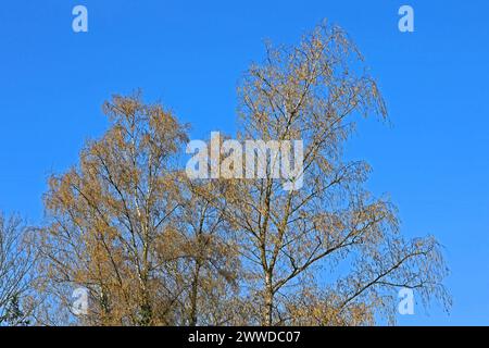 Blütenkätzchen der Birke die filigranen Zweige einer Sandbirke beim bevorstehenden Blattaustrieb mit Blütenkätzchen im Frühling *** Birkenblütenkatzinen die filigranen Zweige einer Sandbirke wie die Blätter mit Blütenkätzchen im Frühjahr entstehen Stockfoto