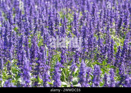 Violett-grünes Lavendelfeld blühende violett duftende Lavendelblüten Stockfoto