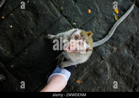 Ein neugieriger Affe schaut auf und greift direkt mit der Kamera oben auf einem Steinpflaster an. Stockfoto