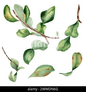 Satz von Blättern Bergamotte Baum Aquarell Illustration isoliert auf weiß. Zweig des Zitrusfruchtebaums handgezeichnet. Botanische Kunst verschiedene Blätter von bergamo Stockfoto