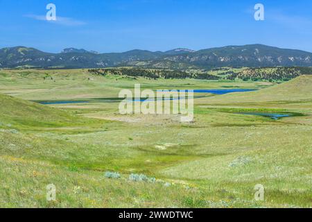 Prairie Feuchtgebiete unter den kleinen Rocky Mountains in der Nähe von schlichteten, montana Stockfoto