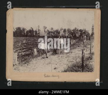Gereinigte Fläche in einer Kautschukplantage in Borneo mit jungen Bäumen, die landwirtschaftliche Grundrisse und Wachstumsphasen hervorheben. Stockfoto