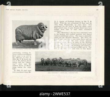 Beschreibung: Reiner 8-Zähne-Ram „Wanganella“. Station Bred; 4 Jahre ???? Bolzen. Ort: New South Wales, Sydney, Australien Datum: 1920 Beschreibung: Pure 'Wanganella' 2-Tooth Rams, 'Burroway'-Gezüchtet. Ort: New South Wales, Sydney, Australien Datum: 1920 australien, australasien, ozeanien, australasien, Australien Stockfoto