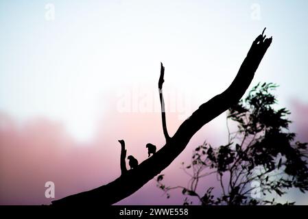 Rosella Parrots on A Branch, Brisbane, Queensland, Australien Stockfoto