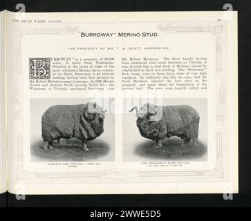 Beschreibung: Burroway Merino Stud. „Burroway“ Gezüchteter Stud Ram, 3 Jahre Alt. Schneiden Sie 21 kg. Ort: New South Wales, Narromine, Wimmera, Victoria, Australien Datum: 1880 Beschreibung: Burroway Merino Stud. Reines „Wanganella“ Blood Stud Ram. Ort: New South Wales, Narromine, Wimmera, Victoria, Australien Datum: 1880 australien, australasien, ozeanien, australasien, Australien Stockfoto