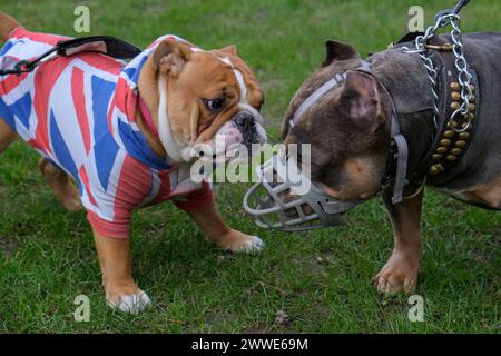 London, UK, 23. März 2024. Ein britischer Bulldog mit einem Mantel im Union Jack Design interagiert mit einem XL-Bulldog. Pressure Group Wendepunkt Großbritannien, die sich für die rechte Politik einsetzen, hielt eine Kundgebung zur Verteidigung der britischen Kultur in Whitehall mit einer Reihe von Rednern gegenüber dem Cenotaph ab. Quelle: Eleventh Photography/Alamy Live News Stockfoto