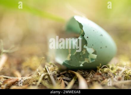 Broken Robins Egg auf Forest Floor in Olympic Stockfoto