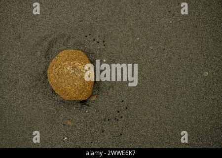 Bright Orange Rock liegt auf dem Wet Sand Beach Nahaufnahme mit Kopierraum Stockfoto