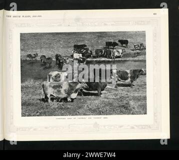 Shorthorn-Kühe wurden 1920 auf dem Cassilis-Grundstück in New South Wales, Australien, gezüchtet, um die Tierhaltung dieser Zeit zu veranschaulichen. Stockfoto