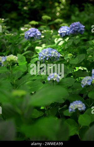 Hellblaue Hortensie blüht wunderschön im frischen Grün Stockfoto