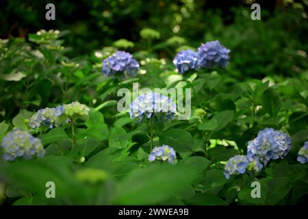 Hellblaue Hortensie blüht wunderschön im frischen Grün Stockfoto