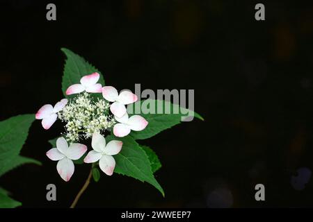 Berghortensie Blüten mit schönen blassrosa Abstufungen Stockfoto