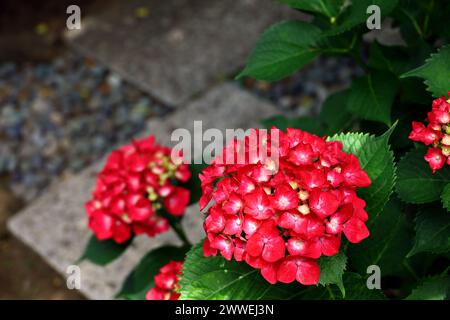 Rote Hortensie blüht in einer Ecke eines japanischen Gartens Stockfoto