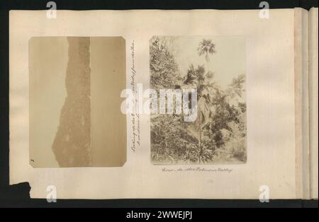 Beschreibung: Blick auf das Coco-de-Mer-Tal vom Meer aus. Anse Marie Louise, Praslin Ort: Praslin, Seychellen Datum: 1890-1909 Beschreibung: Coco-de-Mer Palms in Valley. Ort: Seychellen Datum: 1890-1909 Stockfoto