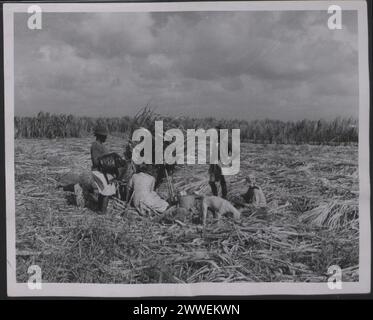 Beschreibung: Westindien. Sugar in den Westindischen Inseln - Allgemeine Bilder. Die Arbeiter halten beim Schneiden des Rohrs inne, um ein Picknickmahl zuzubereiten." Foto-Nr.: D. 48495. Offizielles Foto von Westindien, zusammengestellt vom Central Office of Information. Ort: Westindien Datum: [1960] karibik, karibik, karibik, karibik Stockfoto