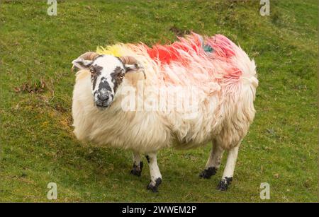 Schafe mit buntem, gefärbtem Fell im Wind, das ihr Fleece weht Stockfoto