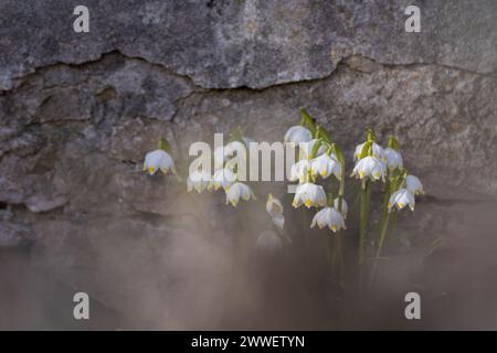 Frühlingsschneeflocke (Leucojum vernum) - frühe Frühlingsblumen im Park. Verputzter Wandhintergrund. Selektiver Fokus, Hintergrund. Stockfoto