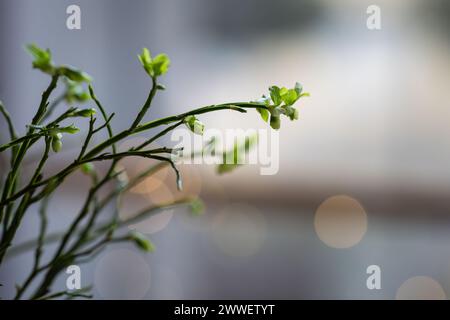 Heidelbeerzweig (Vaccinium myrtillus) mit platzenden Knospen. Hintergrund mit Heidelbeerzweigen. Frühling Hintergrund. Stockfoto