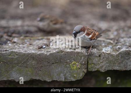 Männlicher Hausspatzen (Passer domesticus) Nahaufnahme. Haus Spatzen auf einer Kalksteinmauer. Stockfoto