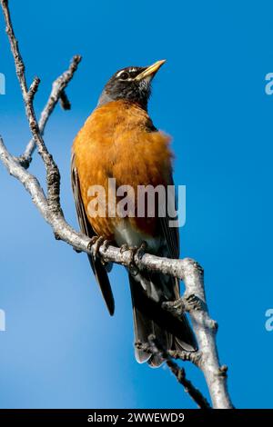 Amerikanischer Robin in Boise Idaho Stockfoto