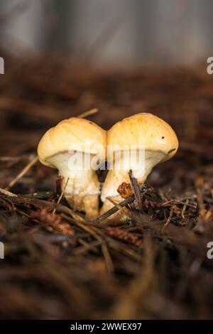 Suillus salmonicolor, wilder Speisepilz in einem Kiefernwald in Sao Francisco de Paula, Süden Brasiliens Stockfoto
