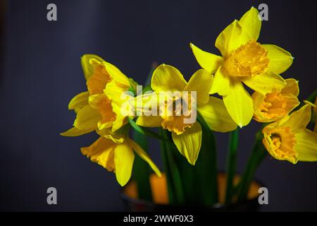 Strauß gelber Narzissen in einer Tasse auf schwarzem Hintergrund. Nahaufnahme, Kopierbereich Stockfoto