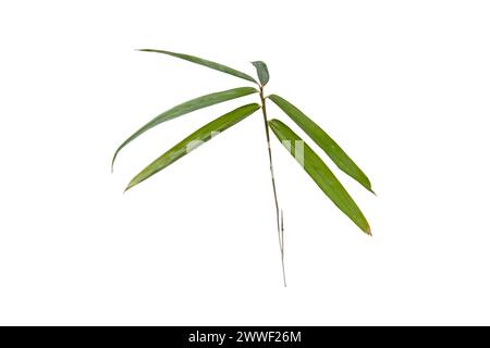 Grüne Bambusblätter isoliert auf weiß. Pleioblastus dekorative bambu Pflanze. Stockfoto