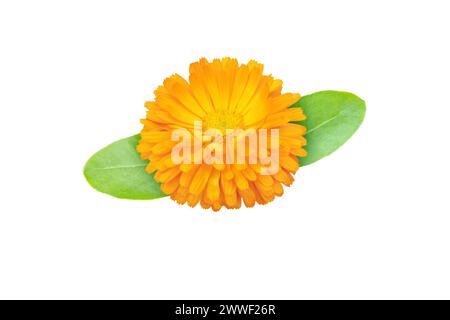 Calendula officinalis helle Orangenblüte mit auf weiß isolierten Blättern. Die blühende Heilpflanze der Ringelblume. Stockfoto