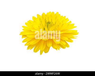 Calendula officinalis hellgelbe Blüte isoliert auf weiß. Die blühende Heilpflanze der Ringelblume. Stockfoto