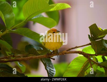 Canarinhos (Sicalis flaveola) Stockfoto