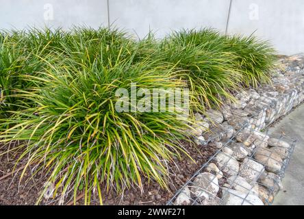 Japanische Segge oder Carex morrowii oder Kan suge oder Morrow's segge oder japanische Grasseggenpflanzen. Ziergras und Gabion im urbanen Design. Steine Stockfoto