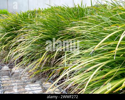 Carex morrowii oder Kan suge oder Morrow's Sedge oder Japanischer Grassedge oder Japanische Seggenblätter aus der Nähe. Ziergraspflanzen und Gabion im Städtischen Raum Stockfoto