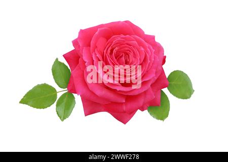 Rote Rosenblüte und Blätter isoliert auf weiß. Elegante Hybrid-Tee-Rose-Blüte aus Korallen. Klassische kirschrote Blüte. Stockfoto