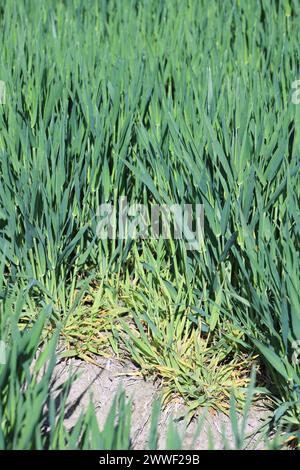 Infektionsschwerpunkt des Gerste Yellow Dwarf Virus (BYDV), Zwerg und gelbe Pflanzen schaden Symptomen auf Winterberley im Frühjahr. Stockfoto