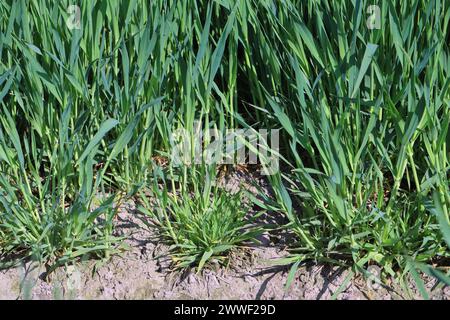 Infektionsschwerpunkt des Gerste Yellow Dwarf Virus (BYDV), Zwerg und gelbe Pflanzen schaden Symptomen auf Winterberley im Frühjahr. Stockfoto