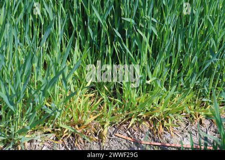 Infektionsschwerpunkt des Gerste Yellow Dwarf Virus (BYDV), Zwerg und gelbe Pflanzen schaden Symptomen auf Winterberley im Frühjahr. Stockfoto