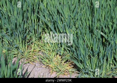 Infektionsschwerpunkt des Gerste Yellow Dwarf Virus (BYDV), Zwerg und gelbe Pflanzen schaden Symptomen auf Winterberley im Frühjahr. Stockfoto