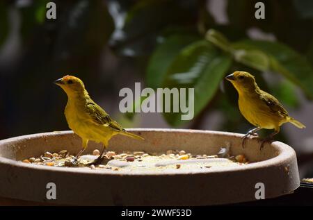 Canarinhos (Sicalis flaveola) Stockfoto