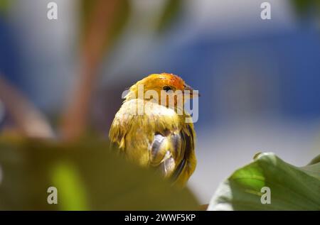 Canarinhos (Sicalis flaveola) Stockfoto