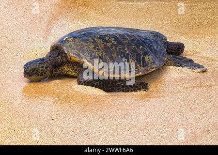 Grüne Meeresschildkröte am nassen Sandstrand von Ho'okipa auf Maui. Stockfoto