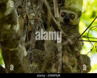 Westlicher Wolllemur, Avahi occidentalis, Ankarafantsika Nationalpark, Madagaskar Stockfoto